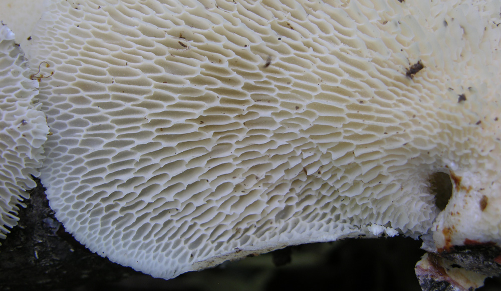 Ritrovamenti 12 giugno 2011.